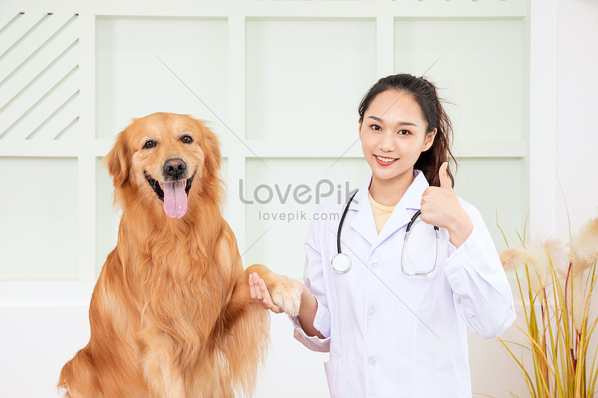 Doktor Haiwan Memberikan Pemeriksaan Emas Kepada Golden Retrieve Gambar Unduh Gratis Imej 501395227 Format Jpg My Lovepik Com