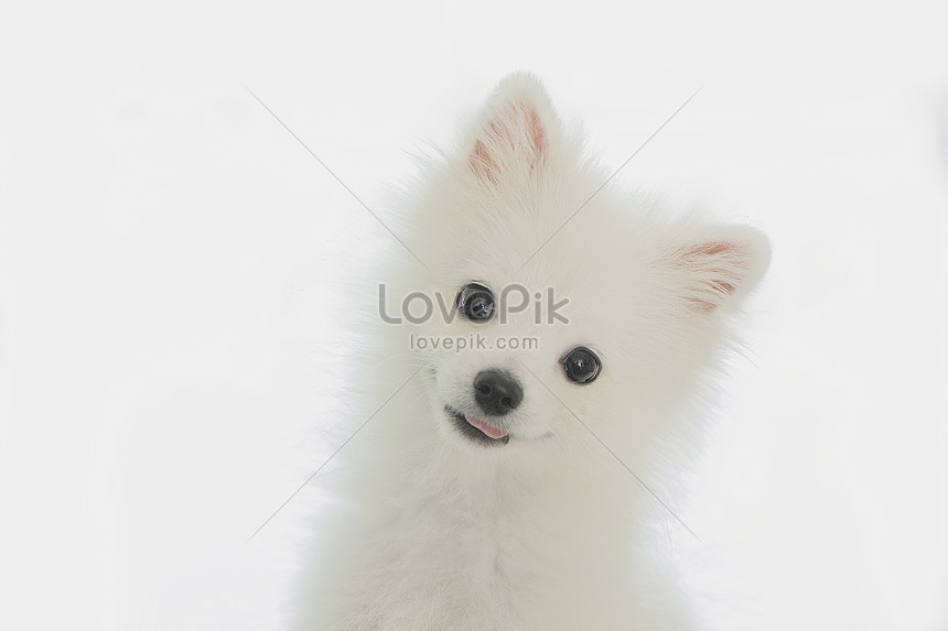 かわいい犬ポメラニアンイメージ 写真 Id Prf画像フォーマットjpg Jp Lovepik Com