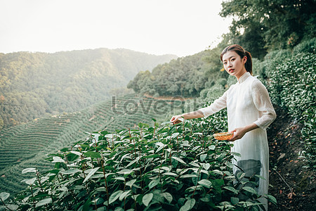 Девушка собирает чай в чайном поле stock pictures. & изображений