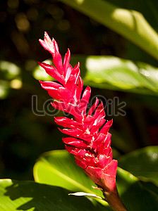 Red Ginger Photo Image Picture Free Download Lovepik Com