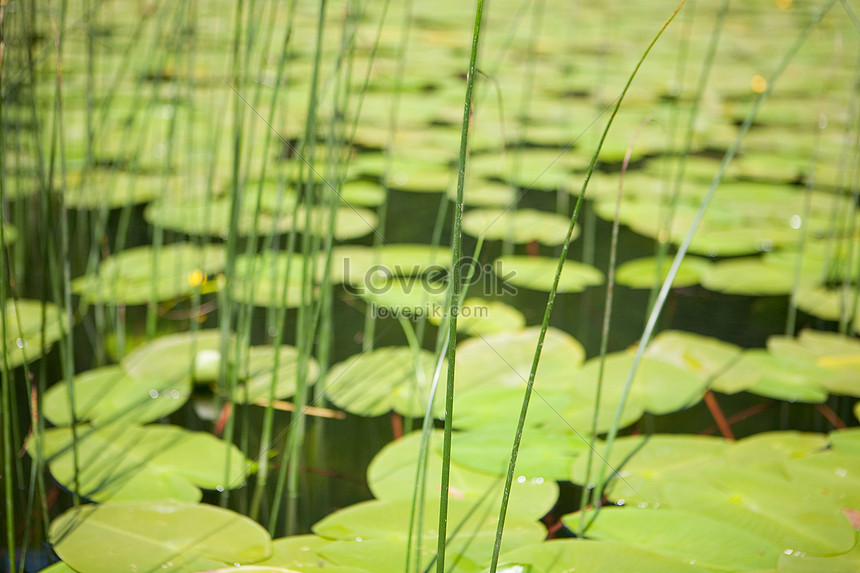 Lirio De Agua Foto | Descarga Gratuita HD Imagen de Foto - Lovepik