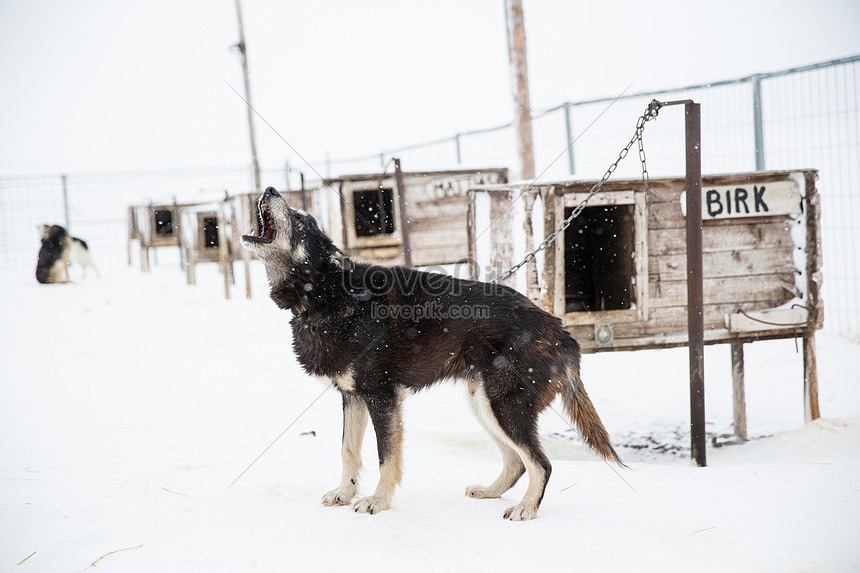 Na Uy Svalbard Husky Hú Trong Hàng Rào Hình ảnh  Định dạng hình 