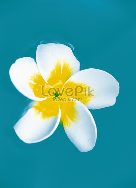 Flower Floating On Water Photo Image Picture Free Download Lovepik Com