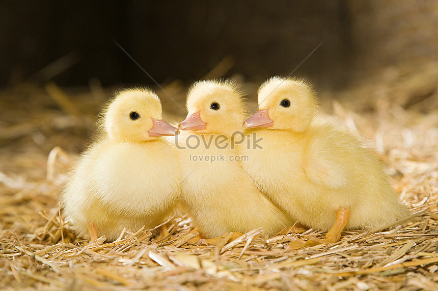 Tiga Bebek Kecil Di Atas Jerami Gambar Unduh Gratis Foto 501463516 Format Gambar Jpg Lovepik Com