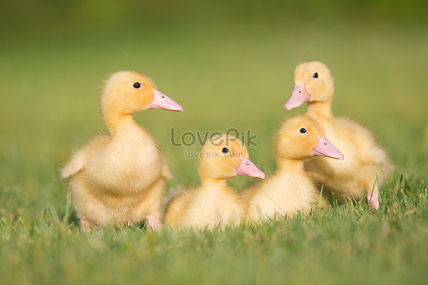 Tiga Bebek Kecil Di Rumput Gambar Unduh Gratis Foto 501463580 Format Gambar Jpg Lovepik Com