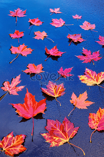 Download Red And Yellow Maple Leaves Floating In Water Photo Image Picture Free Download 501469692 Lovepik Com Yellowimages Mockups