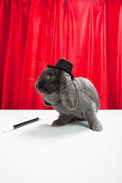 rabbit wearing top hat