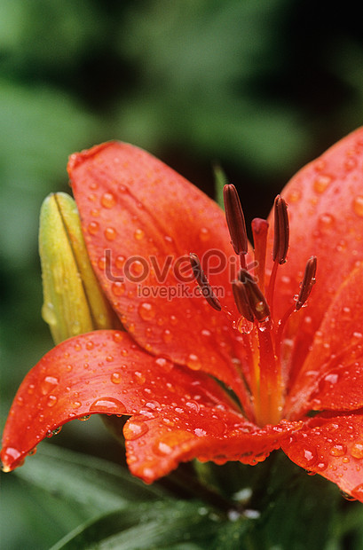 Gotas De Lluvia Sobre Lirios Foto | Descarga Gratuita HD Imagen de Foto -  Lovepik