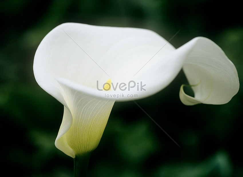 Flor De Magnolia Blanca Foto | Descarga Gratuita HD Imagen de Foto - Lovepik