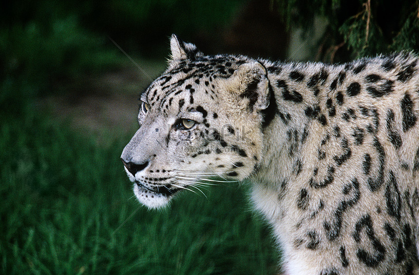 Free snow leopard download