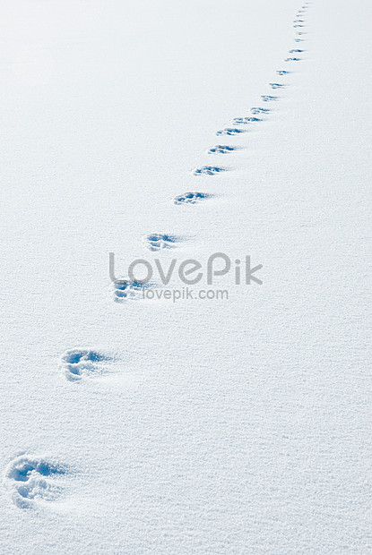雪中的動物足跡圖片素材 Jpg圖片尺寸3817 5700px 高清圖片 Zh Lovepik Com