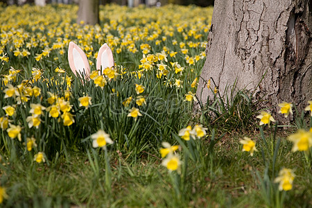 330 Daffodil Hd Photos Free Download Lovepik Com