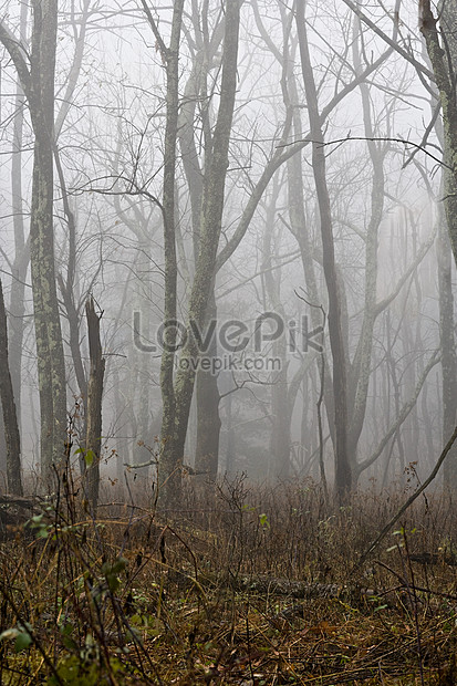 Misty Forest Photo Image Picture Free Download Lovepik Com