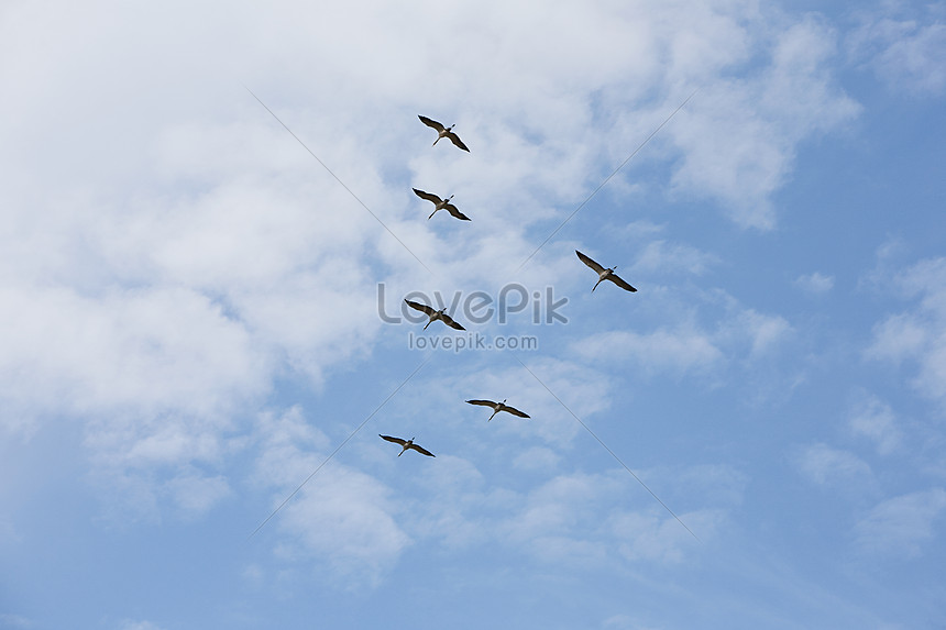 Burung Burung Terbang Di Langit Gambar Unduh Gratis Foto 501502283 Format Gambar Jpg Lovepik Com