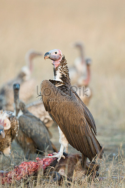 Vulture King Larawan Numero Ng Larawan Format Ng Larawan Jpg Ph Lovepik Com