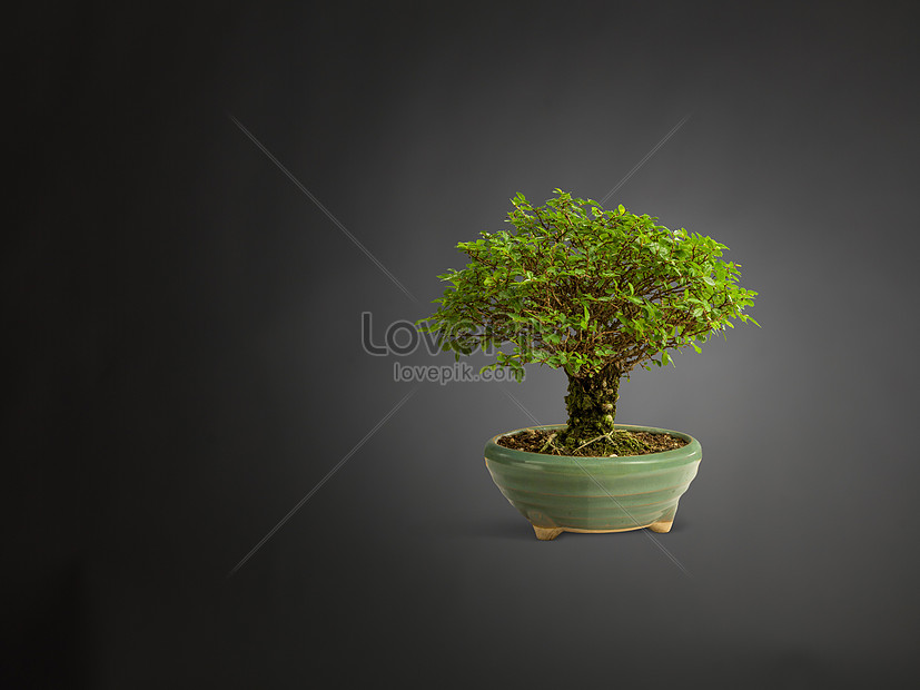 Pokok Bonsai Gambar Unduh Gratis Imej 501508051 Format Jpg My Lovepik Com