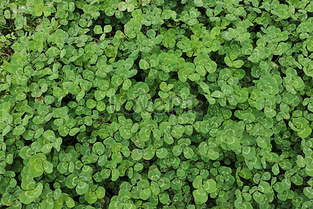 Clover Covered With Frost Photo Image Picture Free Download 500794531 