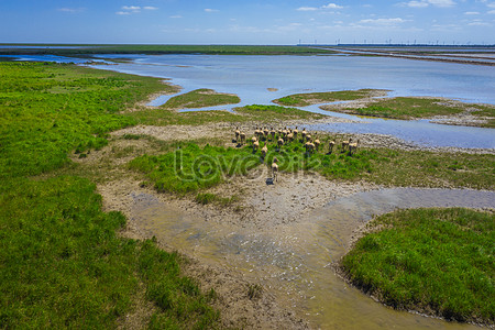 Яньчэн Желтое море водно-болотных угодий эльф лось stock pictures. & изображений