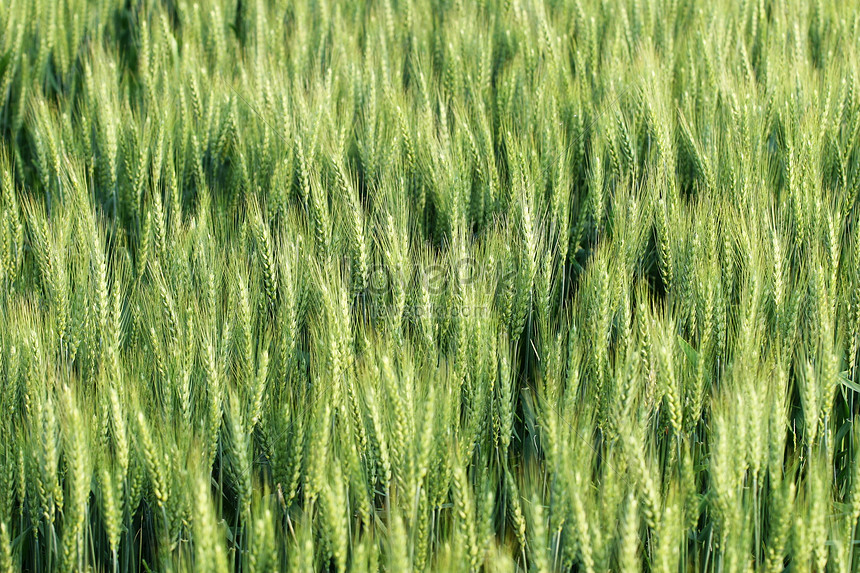 Wheatfield Picture And HD Photos | Free Download On Lovepik