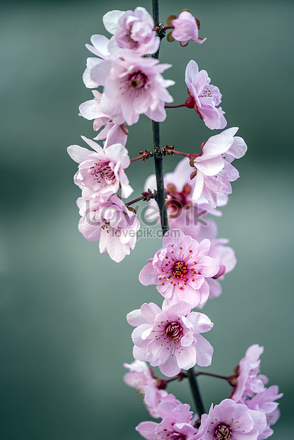 Flores De Primavera Descarga Gratuita Hd Imagen De Fotografia Lovepik