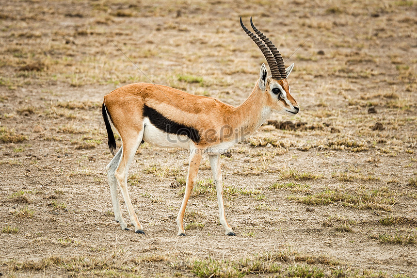 Antilopes fotos africanos de Las especies