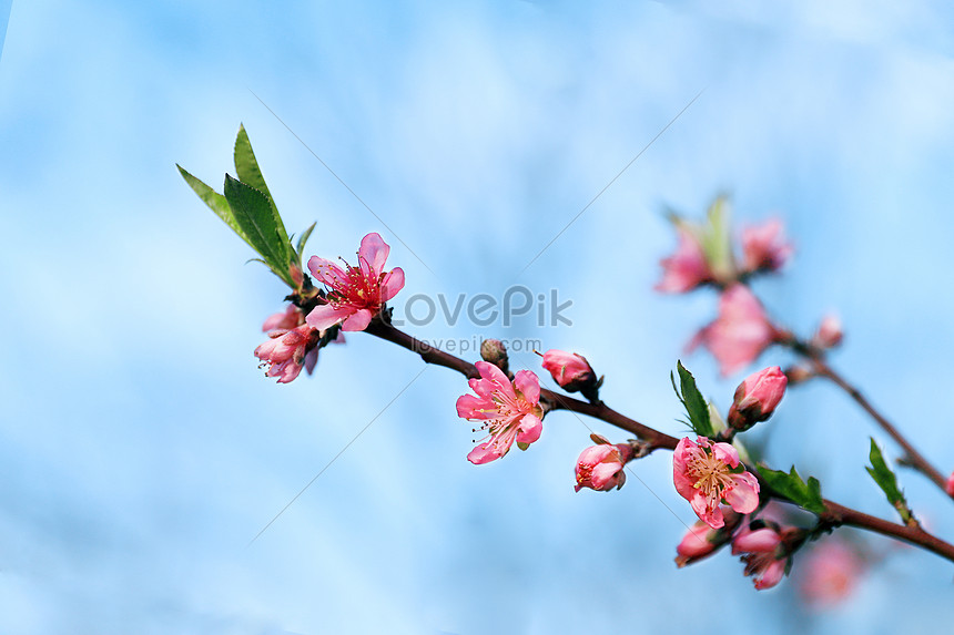 Flores De Durazno En Primavera Foto | Descarga Gratuita HD Imagen de Foto -  Lovepik