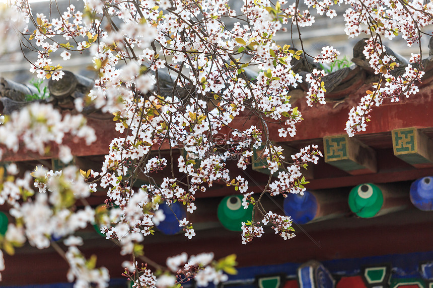 Xian Little Wild Goose Pagoda Cherry Blossom Picture And HD Photos ...