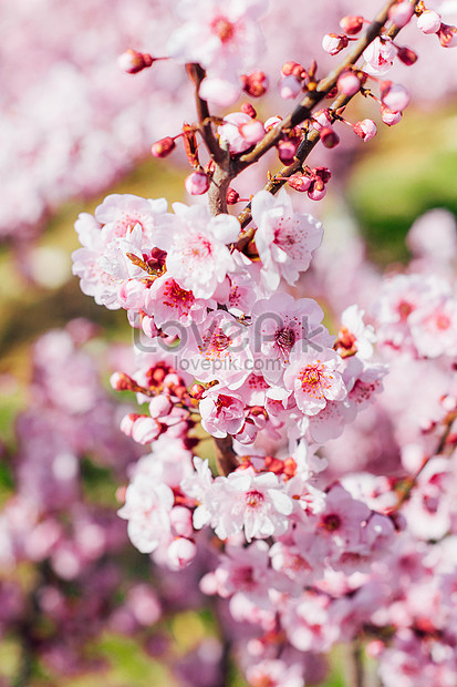 Lovepik- صورة JPG-501589415 id صورة فوتوغرافية بحث - صور أزهار الكرز الربيع