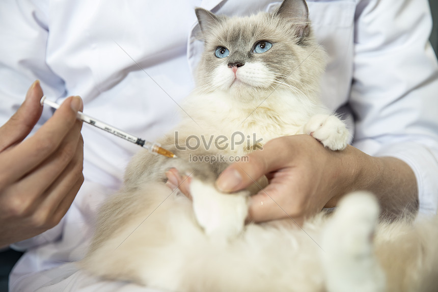 Doktor Haiwan Kesayangan Memberi Suntikan Kepada Kucing gambar 