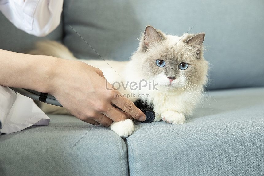 Doktor Haiwan Peliharaan Memeriksa Kucing gambar unduh gratis_imej 