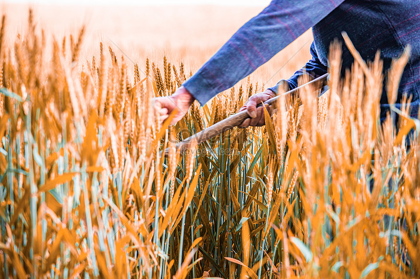 Man sickle cutting wheat ears photo image_picture free download ...