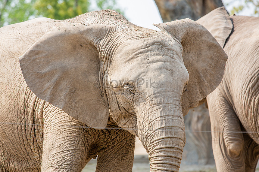 Gajah Afrika Dengan Telinga Besar Gambar Unduh Gratis Imej 501619527 Format Jpg My Lovepik Com