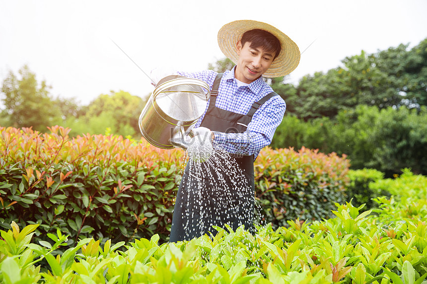 Tukang Kebun Menyiram Tanaman Dengan Ember gambar unduh 