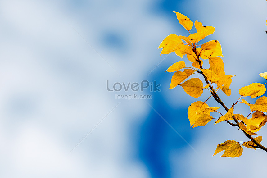 Hojas Amarillas En Otoño Foto | Descarga Gratuita HD Imagen de Foto -  Lovepik