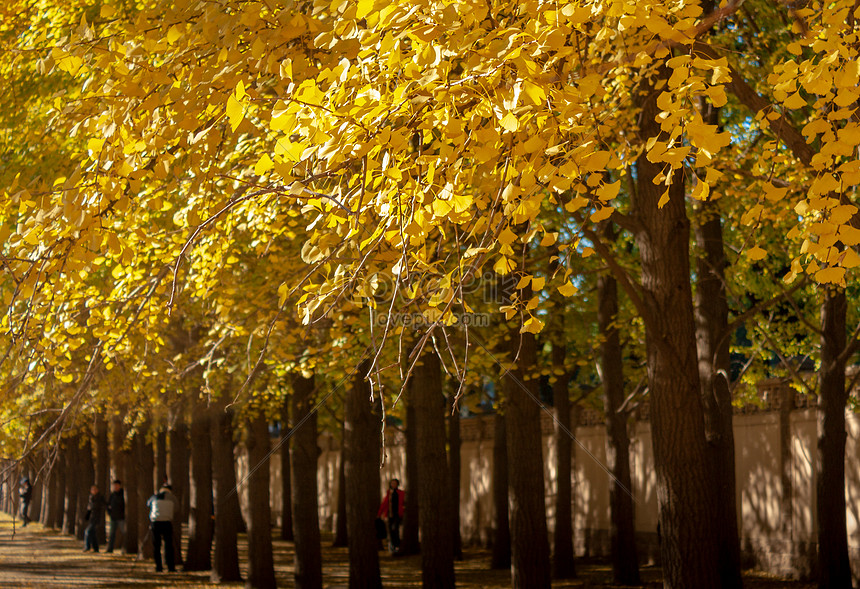 Ginkgo Avenue Autumn Photo Image Picture Free Download Lovepik Com