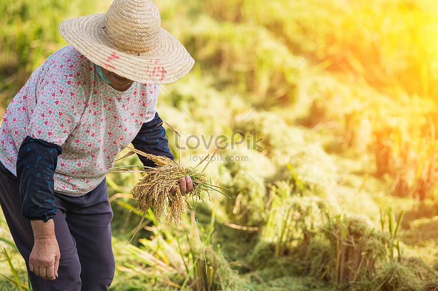 Petani Menuai Padi Di Sawah Gambar Unduh Gratis Imej 501689357 Format Jpg My Lovepik Com