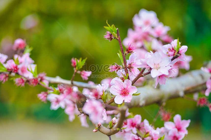 Flores De Durazno Rosa En Primavera Descarga Gratuita Hd Imagen De Fotografia Lovepik