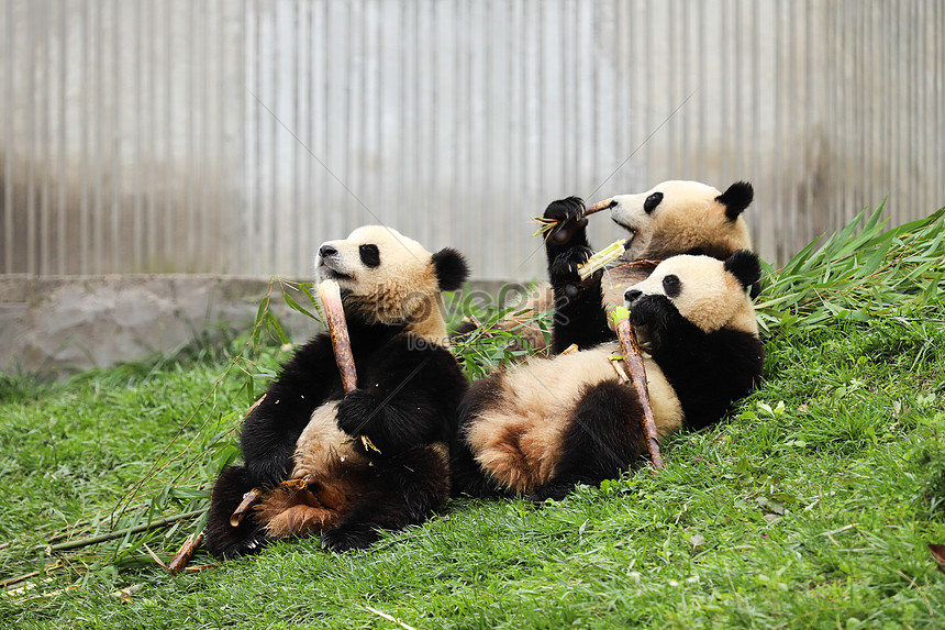 Panda Gigante Comendo Bambu PNG Imagens Gratuitas Para Download - Lovepik