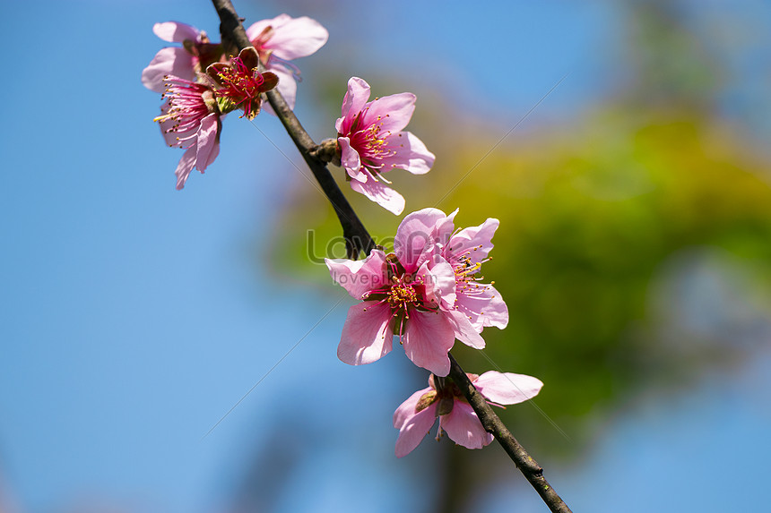 Flores De Durazno En Primavera Foto | Descarga Gratuita HD Imagen de Foto -  Lovepik