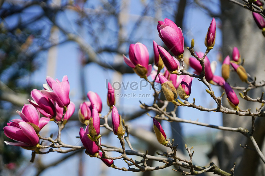 Flores De Magnolia Rosa Floreciendo Foto | Descarga Gratuita HD Imagen de  Foto - Lovepik