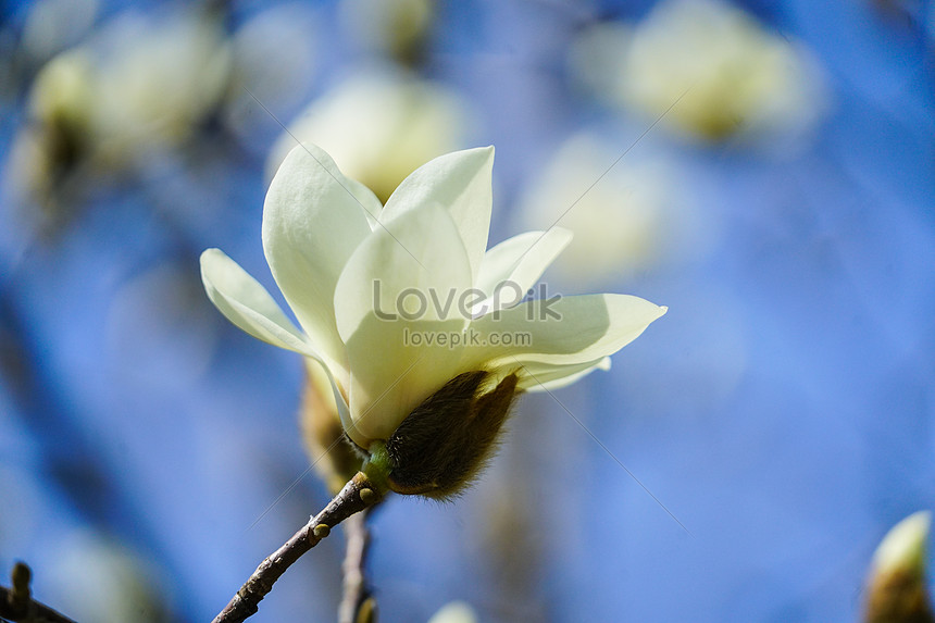 Magnolia Blanca Brillante Foto | Descarga Gratuita HD Imagen de Foto -  Lovepik