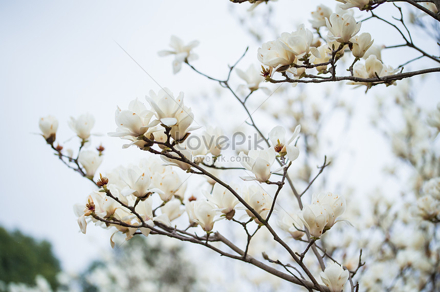 Floración De La Magnolia Blanca Foto | Descarga Gratuita HD Imagen de Foto  - Lovepik