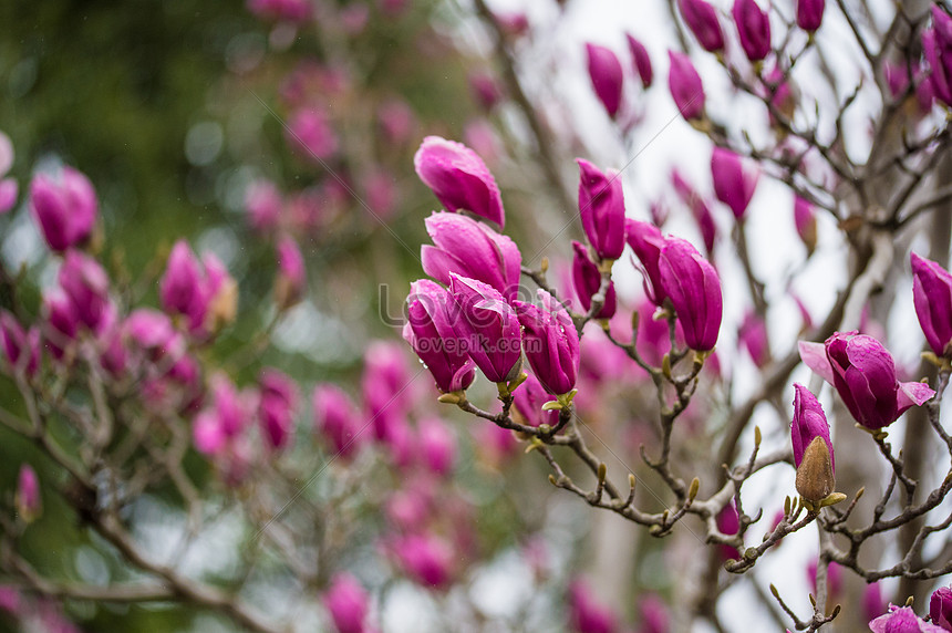 Floración De Magnolia Púrpura Foto | Descarga Gratuita HD Imagen de Foto -  Lovepik
