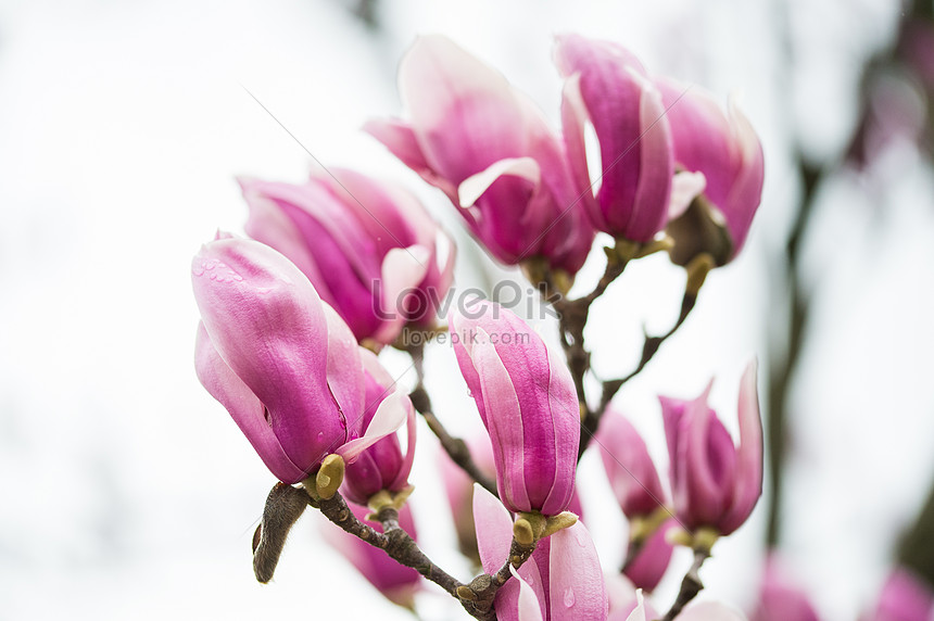 Floración De Magnolia Púrpura Foto | Descarga Gratuita HD Imagen de Foto -  Lovepik