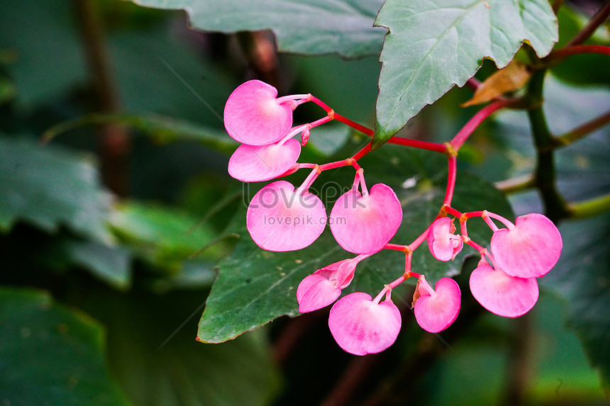 Flor De Begonia Tropical Foto | Descarga Gratuita HD Imagen de Foto -  Lovepik