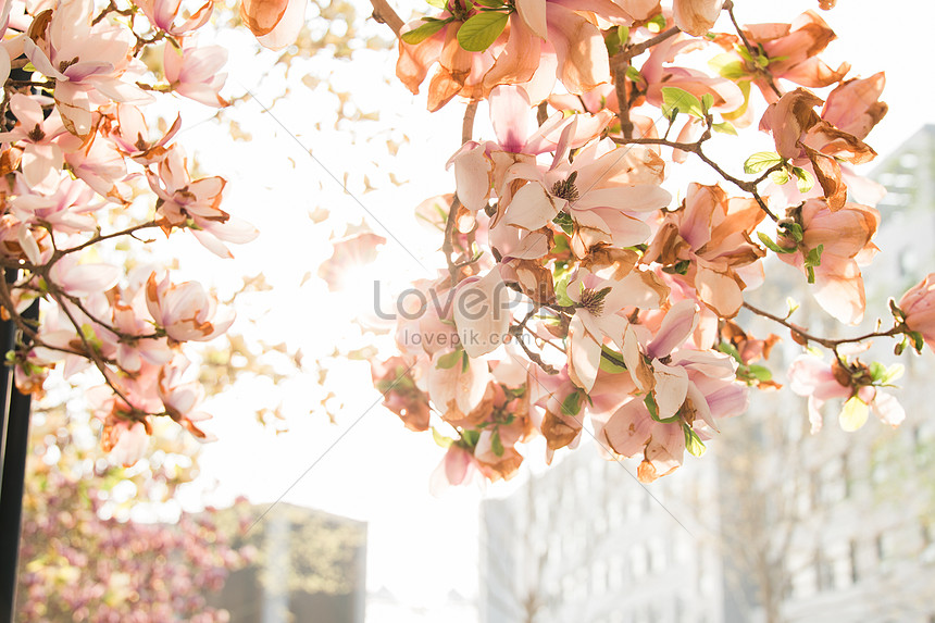 Flores De Primavera En Primavera Descarga Gratuita Hd Imagen De Fotografia Lovepik