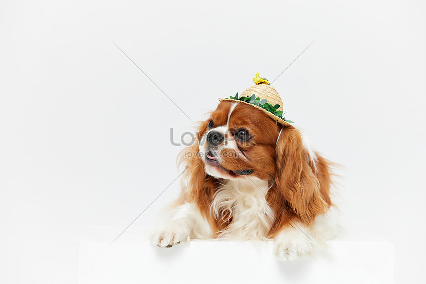 孟ペットチャーリー王犬は麦わら帽子を着ていますイメージ 写真 Id Prf画像フォーマットjpg Jp Lovepik Com