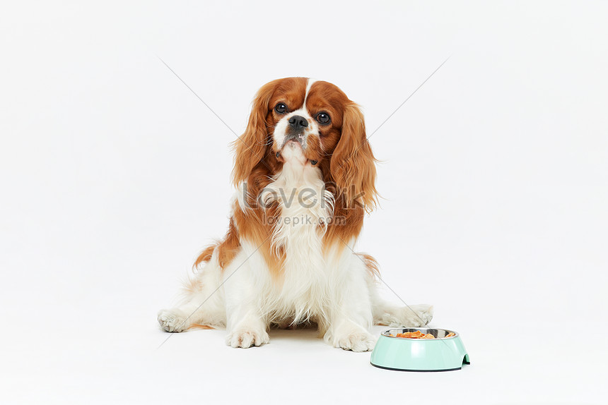 犬の食べ物を食べたいペット犬イメージ 写真 Id Prf画像フォーマットjpg Jp Lovepik Com