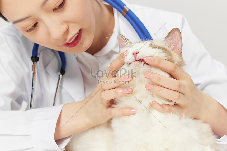 Doktor Haiwan Kesayangan Memeriksa Gigi Kucing Untuk Haiwan 