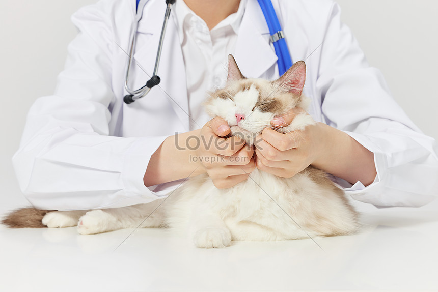 Doktor Haiwan Kesayangan Memberikan Pemeriksaan Perubatan Kucing 
